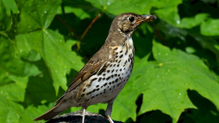 2026. év természeti értékei és feladatlapjai