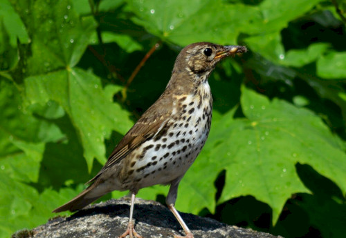 2026. év természeti értékei és feladatlapjai