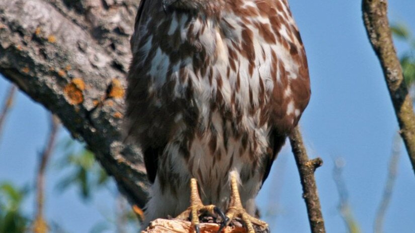 Egerészölyv (Buteo buteo) a Kis-Balatonon