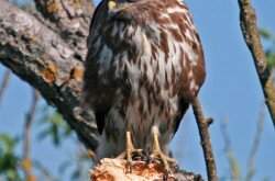 Egerészölyv (Buteo buteo) a Kis-Balatonon