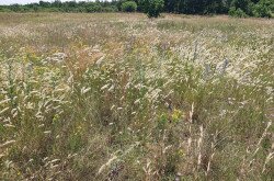 Egy tipikus élőhelye a Balaton-felvidéken
