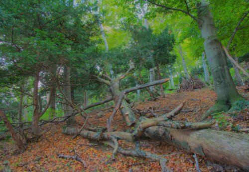 Eibenwald in Szentgál (Taxus baccata) Naturschutzgebiet