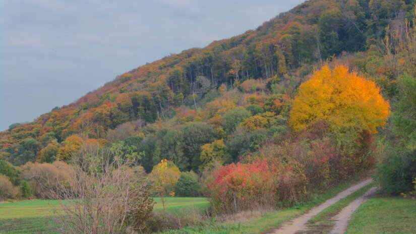 Eibenwald in Szentgál