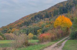 Eibenwald in Szentgál