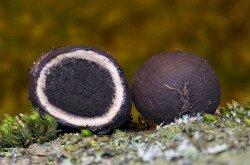 Elaphomyces anthracinus - Köldökös álszarvasgomba (védett faj, Bakony, BFNPI működési területéről)