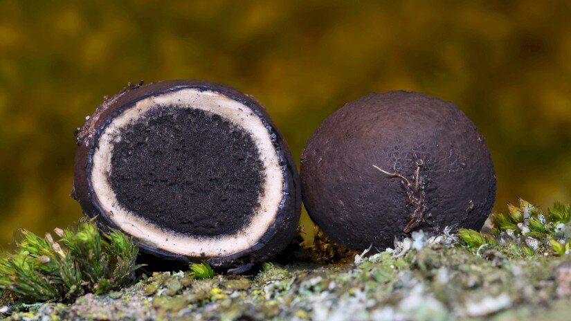 Elaphomyces anthracinus - Köldökös álszarvasgomba (védett faj, Bakony, BFNPI működési területéről)