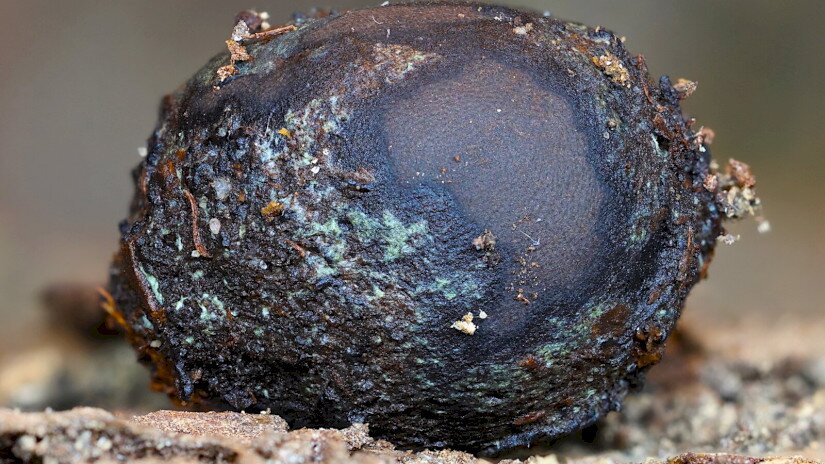 Elaphomyces maculatus - Foltos álszarvasgomba (védett faj, Bakony, BFNPI működési területéről)