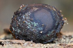Elaphomyces maculatus - Foltos álszarvasgomba (védett faj, Bakony, BFNPI működési területéről)