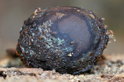 Elaphomyces maculatus - Foltos álszarvasgomba (védett faj, Bakony, BFNPI működési területéről)