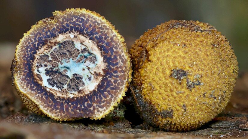 Elaphomyces sp. - Álszarvasgomba faj