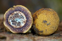 Elaphomyces sp. - Álszarvasgomba faj