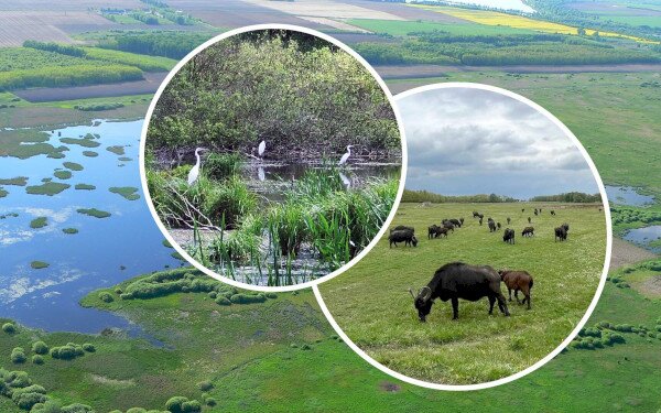Élőhely-helyreállítási és élőhely-fejlesztési beavatkozások a Kis-Balaton területén