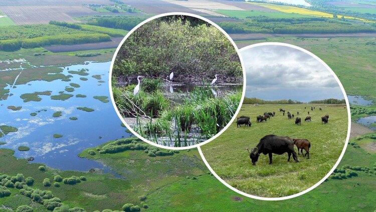 Élőhely-helyreállítási és élőhely-fejlesztési beavatkozások a Kis-Balaton területén