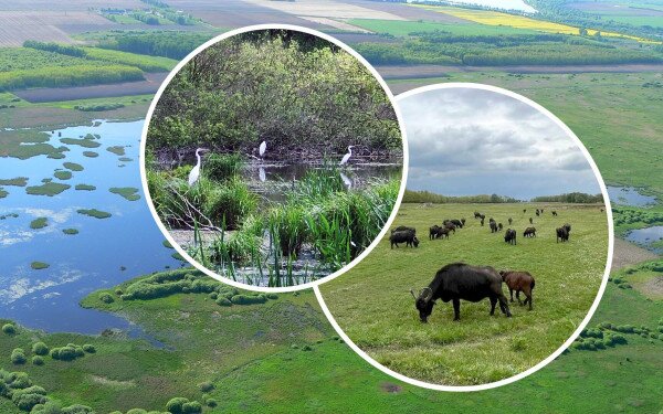 Élőhely-helyreállítási és élőhely-fejlesztési beavatkozások a Kis-Balaton területén