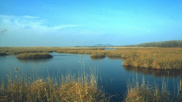 KEHOP-4.1.0-15-2016-00026 Élőhely-védelem, és helyreállítás a Kis-Balaton medence és a Nyugat-Külső-Somogy kistájakon