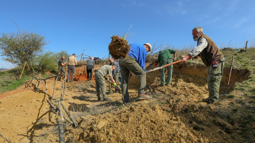 Élőhelykezelés a gyurgyalagokért (Hajmáskér)