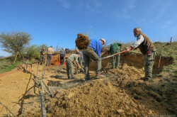 Élőhelykezelés a gyurgyalagokért (Hajmáskér)