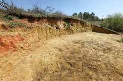 Élőhelykezelés a gyurgyalagokért (Hajmáskér)