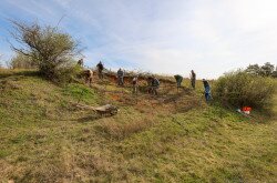 Élőhelykezelés a gyurgyalagokért (Hajmáskér)