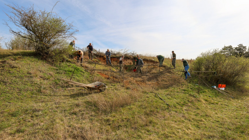 Élőhelykezelés a gyurgyalagokért (Hajmáskér)