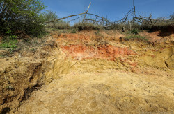 Élőhelykezelés a gyurgyalagokért (Hajmáskér)