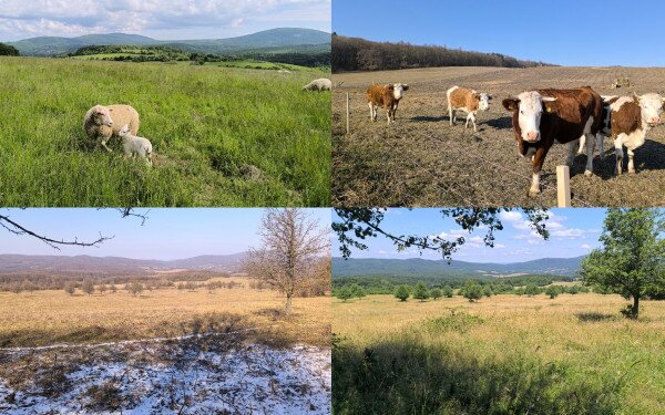Élőhely-rekonstrukció a biodiverzitásért a bakonyi gyepeken