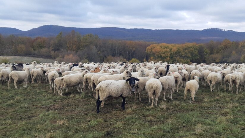Élőhelyrekonstrukcióval a biodiverzitásért a bakonyi gyepeken