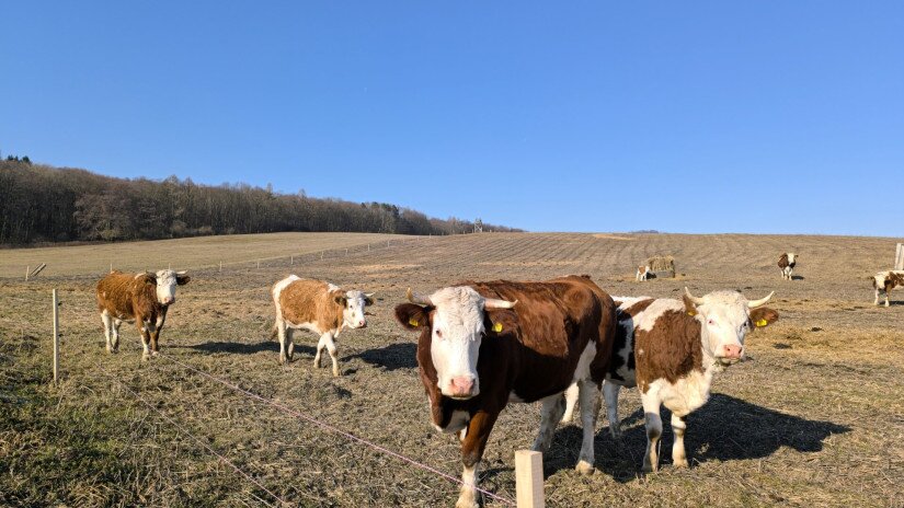 Élőhelyrekonstrukcióval a biodiverzitásért a bakonyi gyepeken