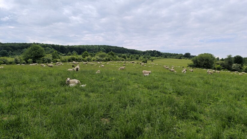 Élőhelyrekonstrukcióval a biodiverzitásért a bakonyi gyepeken