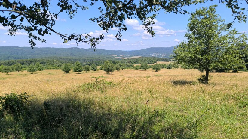 Élőhelyrekonstrukcióval a biodiverzitásért a bakonyi gyepeken