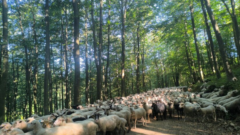 Élőhelyrekonstrukcióval a biodiverzitásért a bakonyi gyepeken