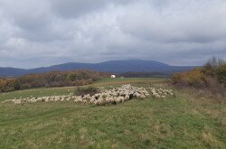 Élőhelyrekonstrukcióval a biodiverzitásért a bakonyi gyepeken