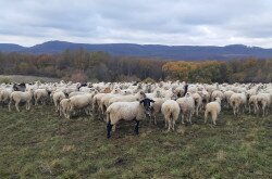 Élőhelyrekonstrukcióval a biodiverzitásért a bakonyi gyepeken