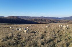 Élőhelyrekonstrukcióval a biodiverzitásért a bakonyi gyepeken