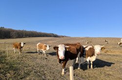 Élőhelyrekonstrukcióval a biodiverzitásért a bakonyi gyepeken