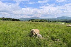 Élőhelyrekonstrukcióval a biodiverzitásért a bakonyi gyepeken