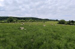 Élőhelyrekonstrukcióval a biodiverzitásért a bakonyi gyepeken
