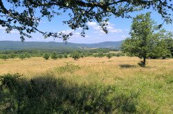 Élőhelyrekonstrukcióval a biodiverzitásért a bakonyi gyepeken