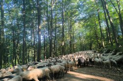 Élőhelyrekonstrukcióval a biodiverzitásért a bakonyi gyepeken