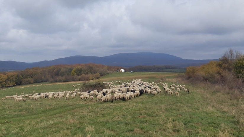 Élőhelyrekonstrukcióval a biodiverzitásért a bakonyi gyepeken
