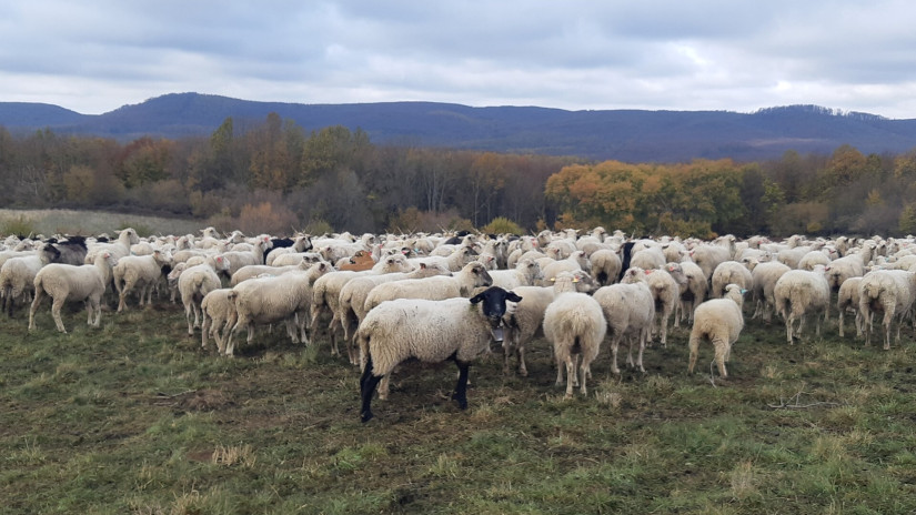 Élőhelyrekonstrukcióval a biodiverzitásért a bakonyi gyepeken