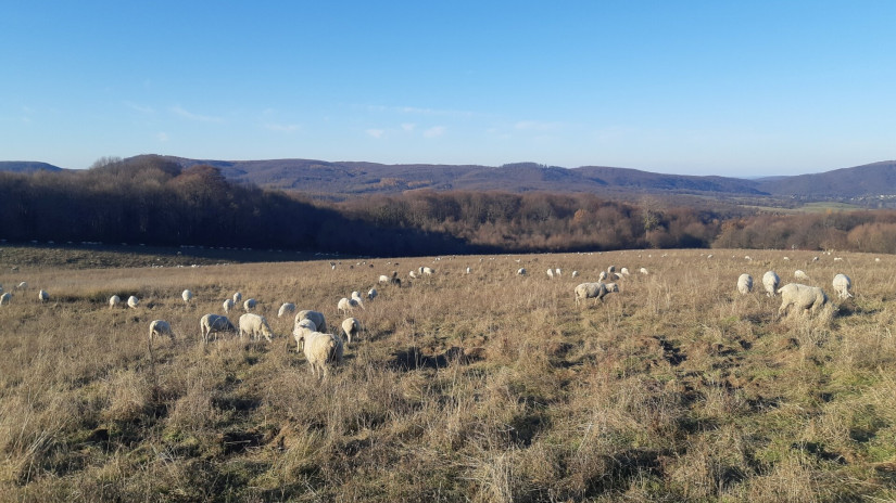 Élőhelyrekonstrukcióval a biodiverzitásért a bakonyi gyepeken