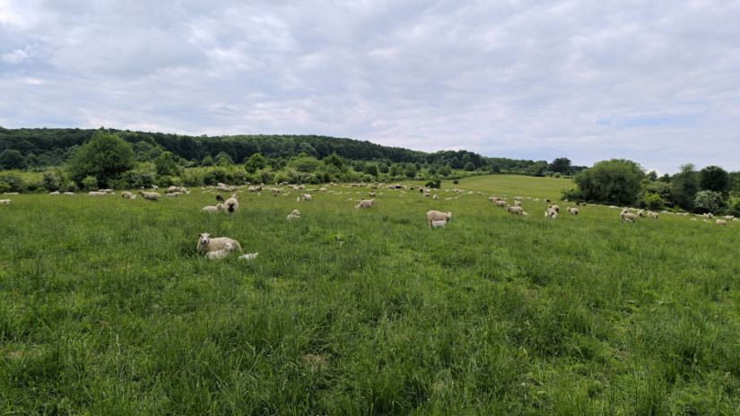 Élőhelyrekonstrukcióval a biodiverzitásért a bakonyi gyepeken