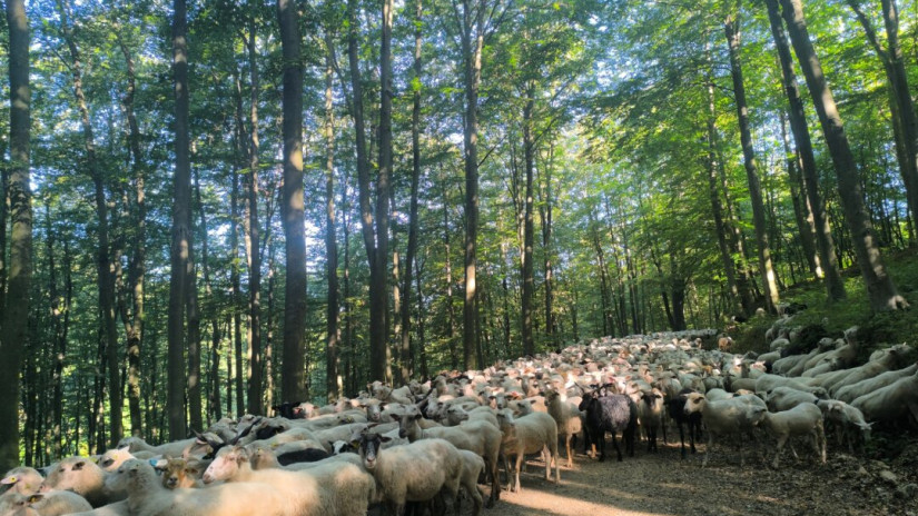 Élőhelyrekonstrukcióval a biodiverzitásért a bakonyi gyepeken