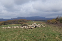 Élőhelyrekonstrukcióval a biodiverzitásért a bakonyi gyepeken