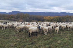 Élőhelyrekonstrukcióval a biodiverzitásért a bakonyi gyepeken
