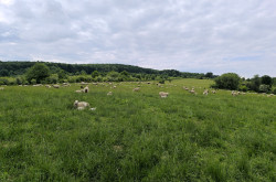 Élőhelyrekonstrukcióval a biodiverzitásért a bakonyi gyepeken