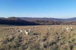 Élőhelyrekonstrukcióval a biodiverzitásért a bakonyi gyepeken