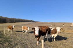 Élőhelyrekonstrukcióval a biodiverzitásért a bakonyi gyepeken