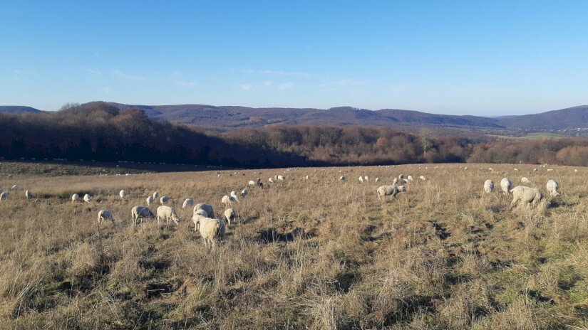Élőhelyrekonstrukcióval a biodiverzitásért a bakonyi gyepeken